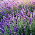 "NEW" HERBAL TINCTURE - ORGANIC LAVENDER